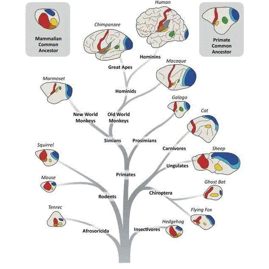 Cross-species brain atlas