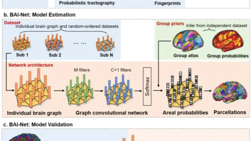 BAI-Net: Individualized Anatomical Cerebral Cartography using Graph Convolutional Network