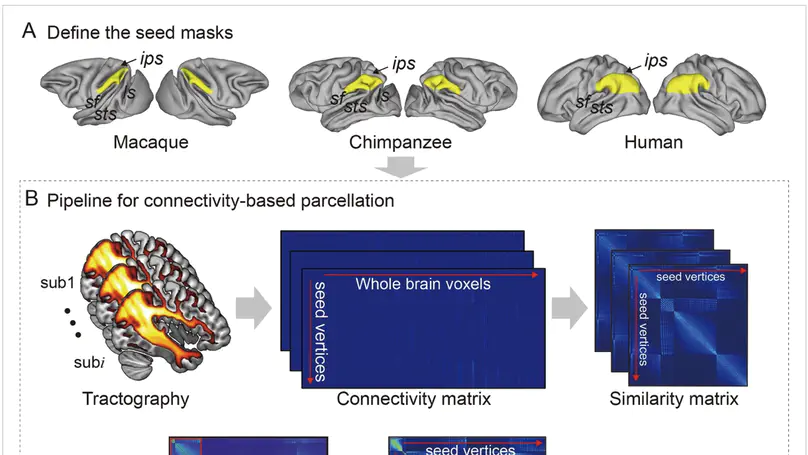 Connectional asymmetry of the inferior parietal lobule shapes hemispheric specialization in humans, chimpanzees, and rhesus macaques