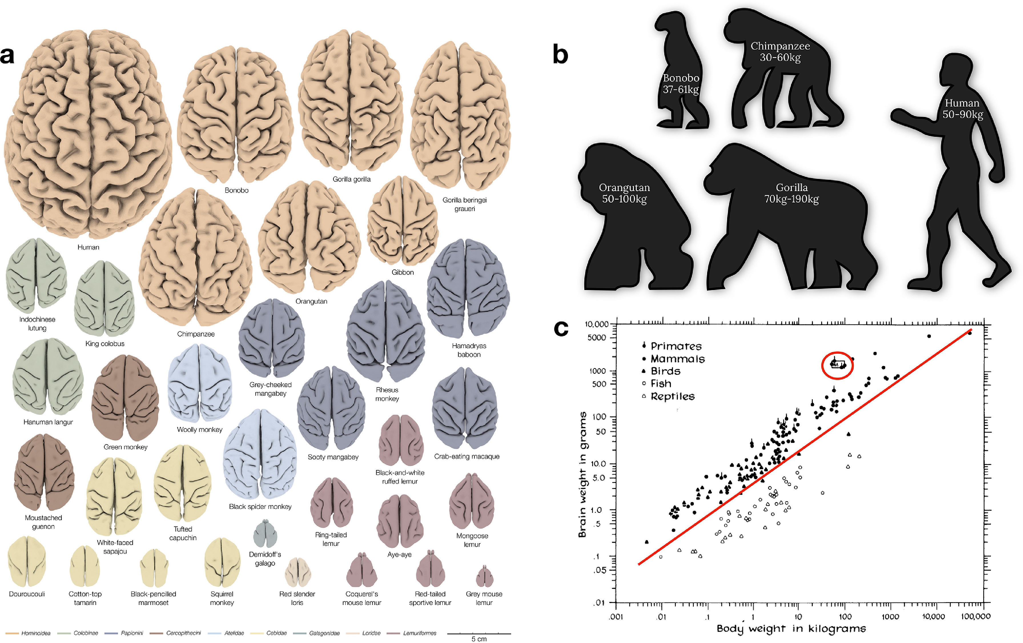 Imaging evolution of the primate brain: the next frontier? | FAN Lab@CASIA