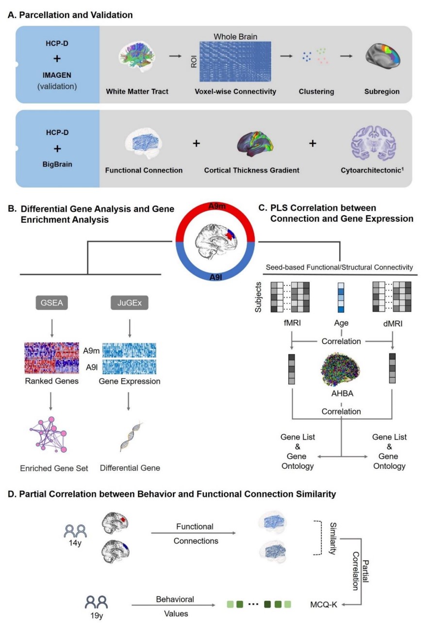 Anatomical connectivity profile development constrains medial-lateral ...